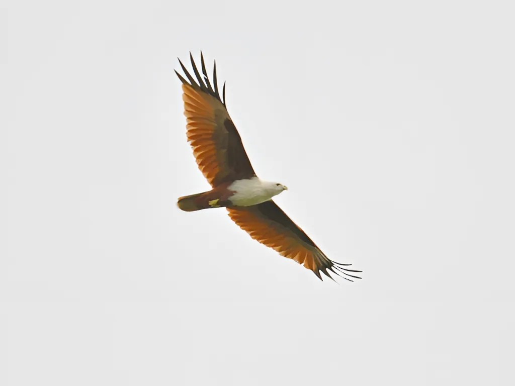 Brahminy Kite - ML645334681