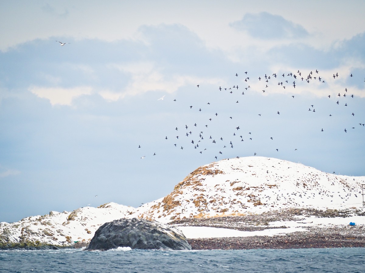 Glaucous Gull - ML645334683