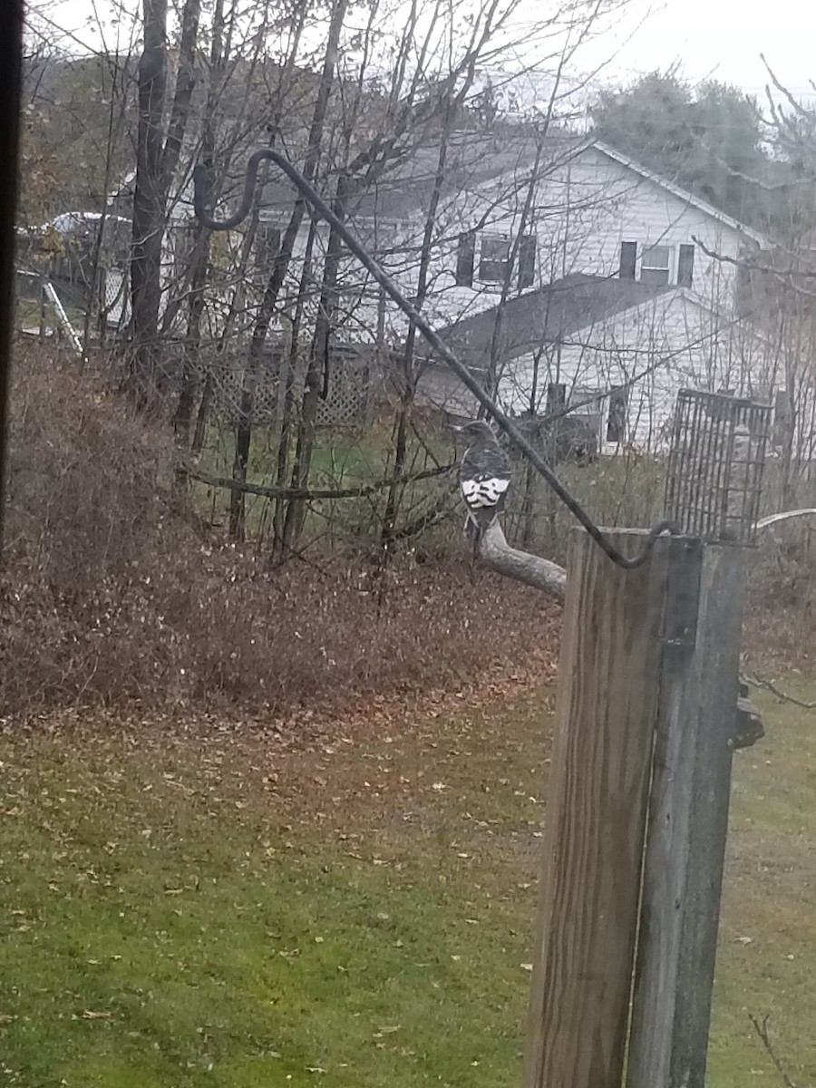 Red-headed Woodpecker - ML645334698