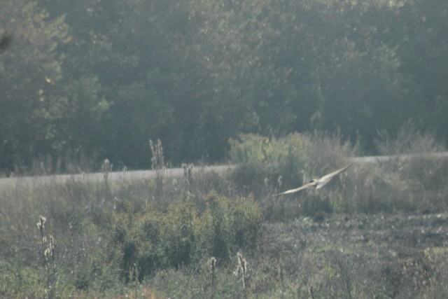 Northern Harrier - ML645334712