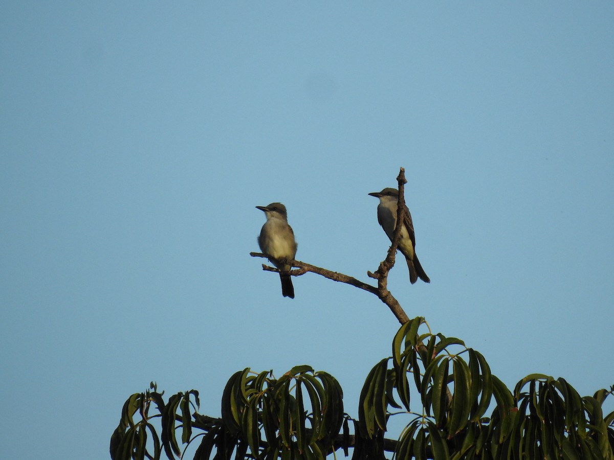 Gray Kingbird - ML645334724