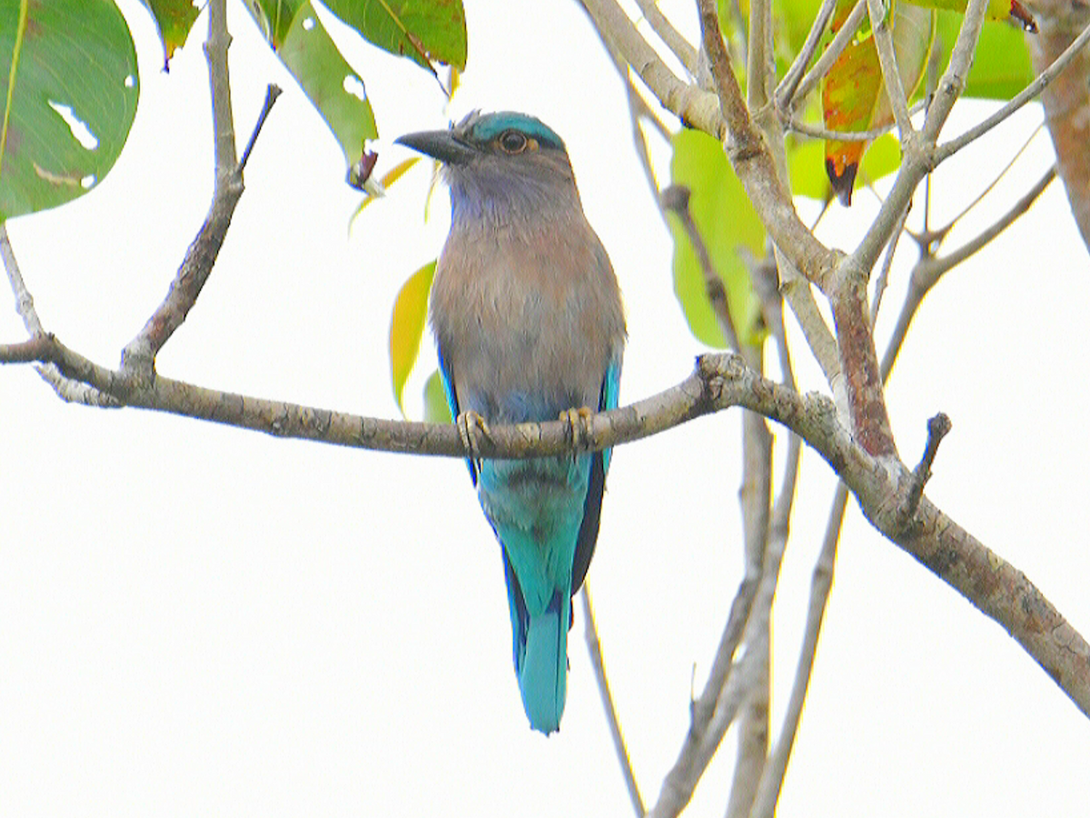 Indochinese Roller - ML645334742