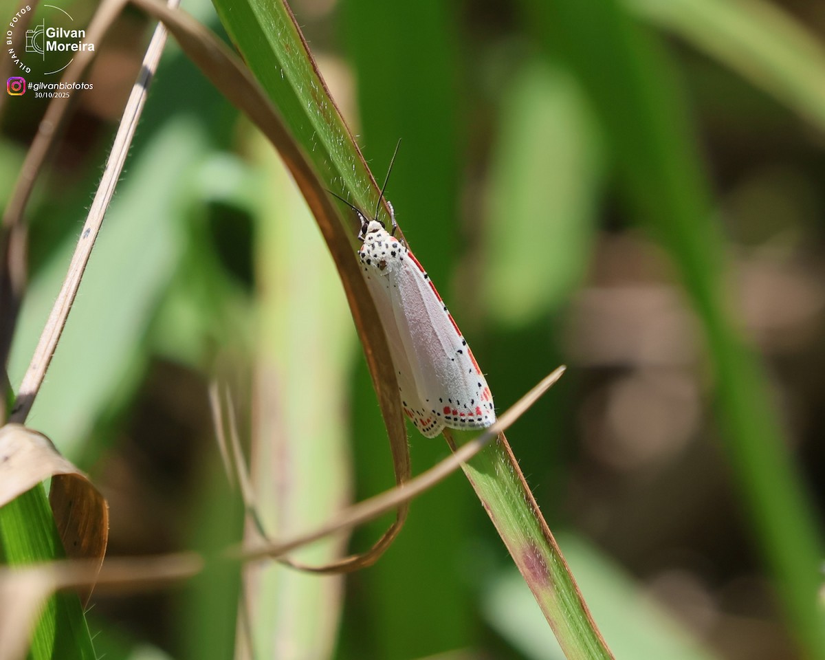 Ornate Bella Moth - ML645334745