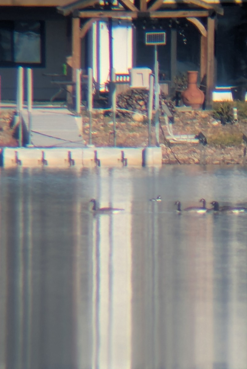 Barrow's Goldeneye - ML645334749
