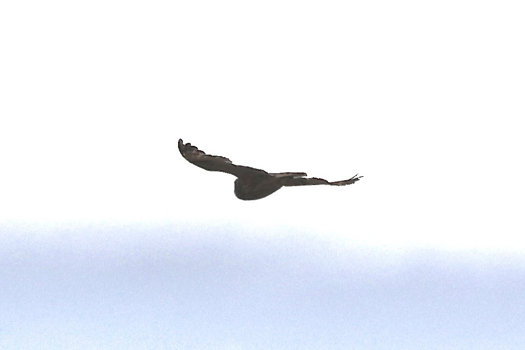 コミミズク - ML645334754