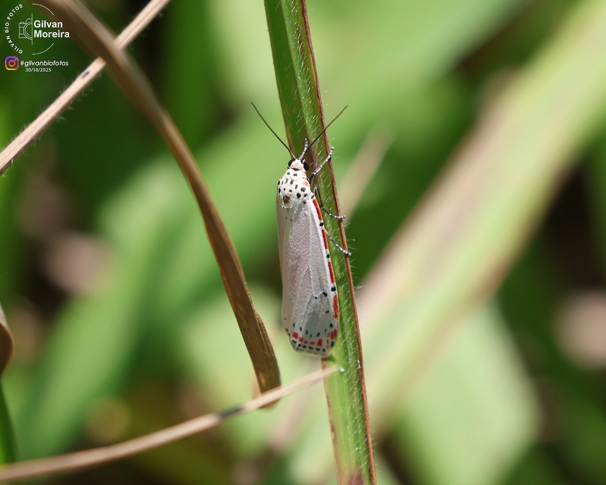 Ornate Bella Moth - ML645334756