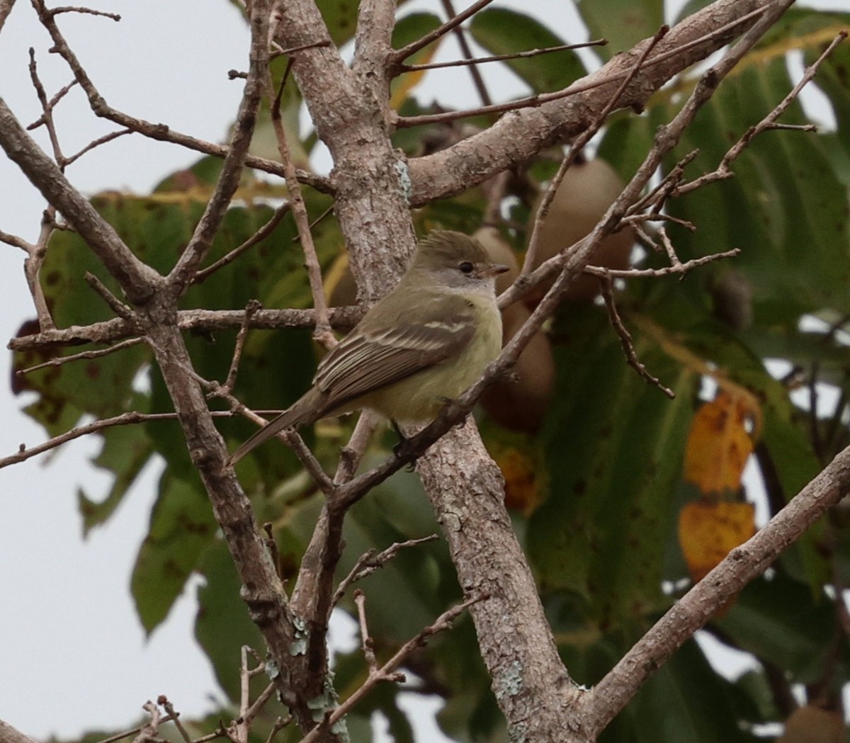 ミナミヤブハエトリ - ML645334773