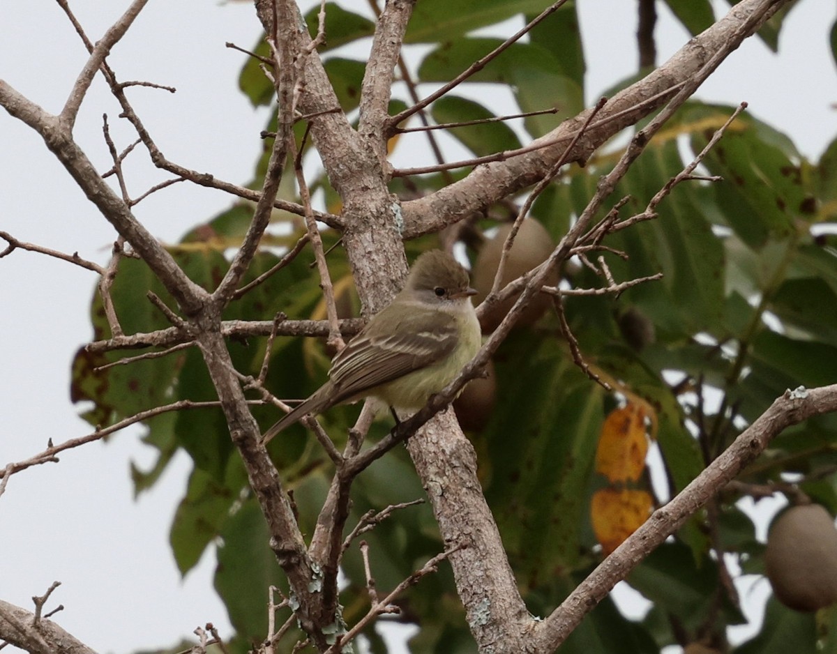 ミナミヤブハエトリ - ML645334774