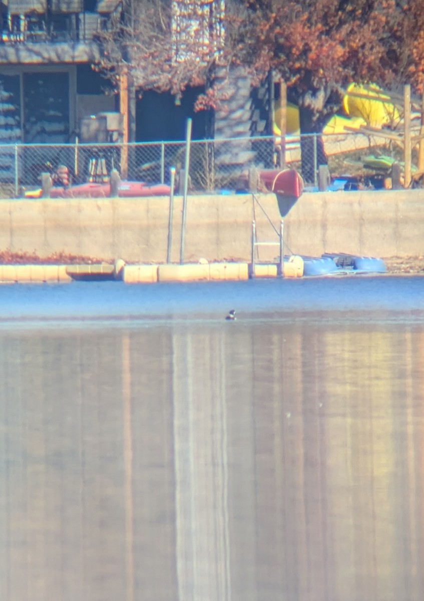 Barrow's Goldeneye - ML645334777