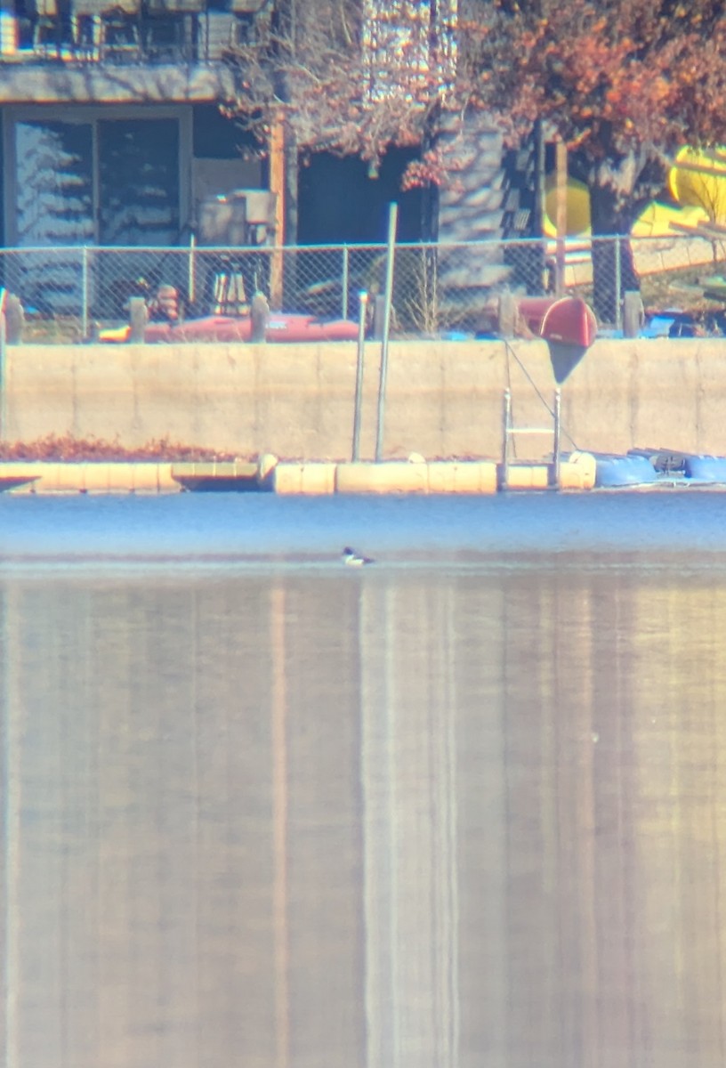 Barrow's Goldeneye - ML645334787