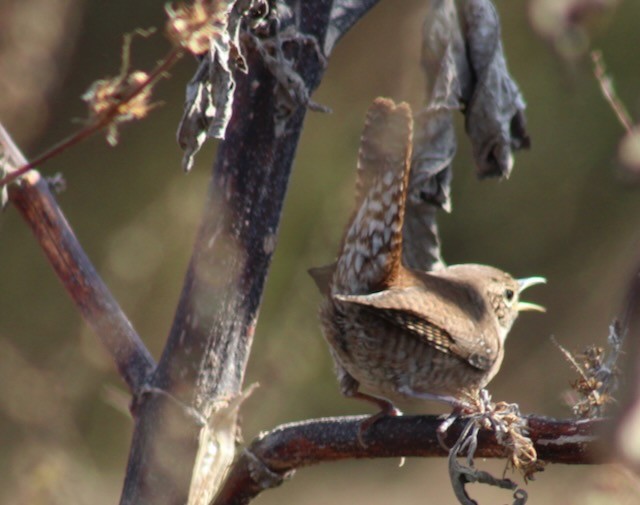 Northern House Wren - ML645334790