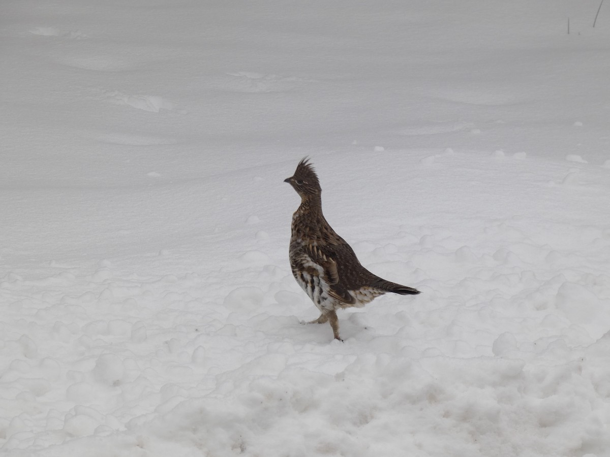 jeřábek kanadský - ML645334792