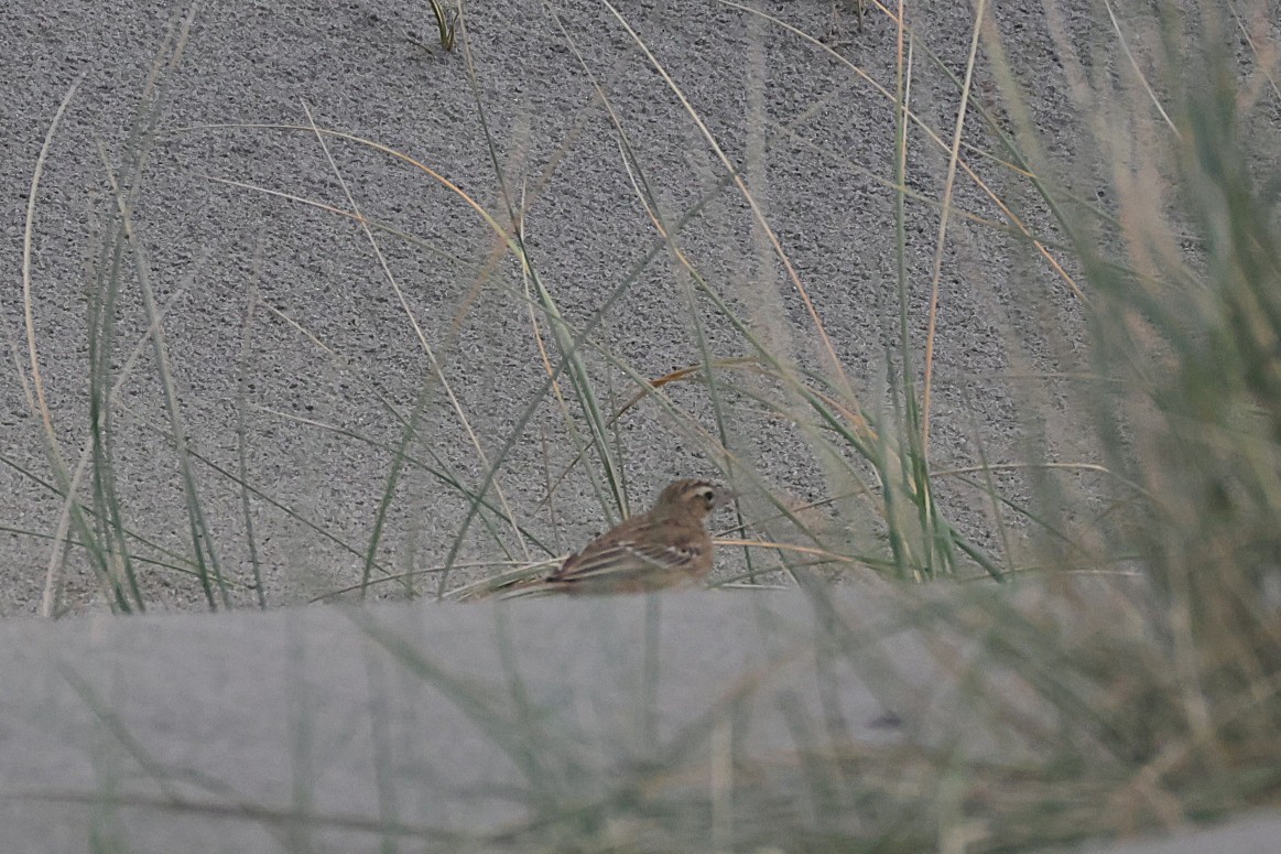 Richard's Pipit - ML645334796