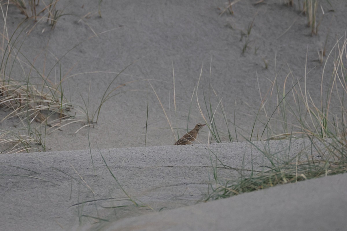 Richard's Pipit - ML645334799