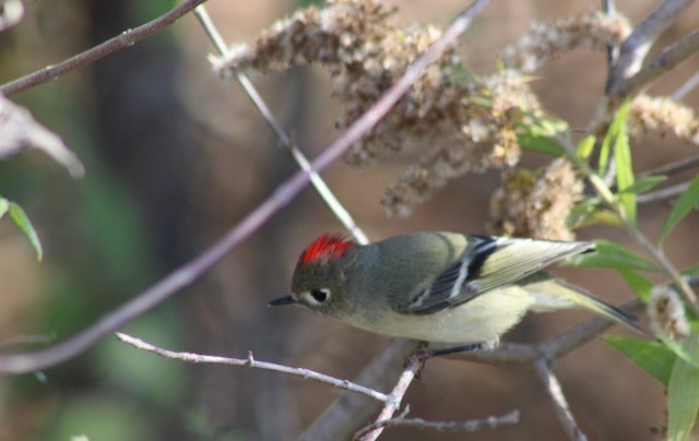 Ruby-crowned Kinglet - ML645334806
