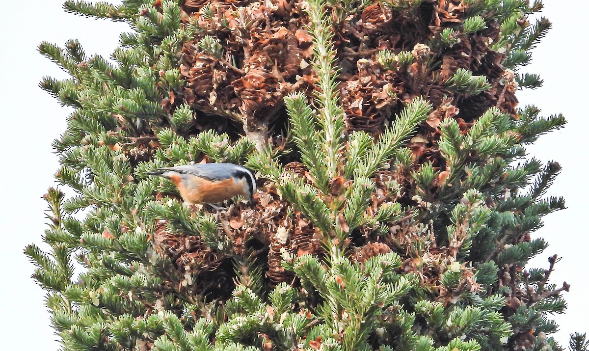 Red-breasted Nuthatch - ML645334809