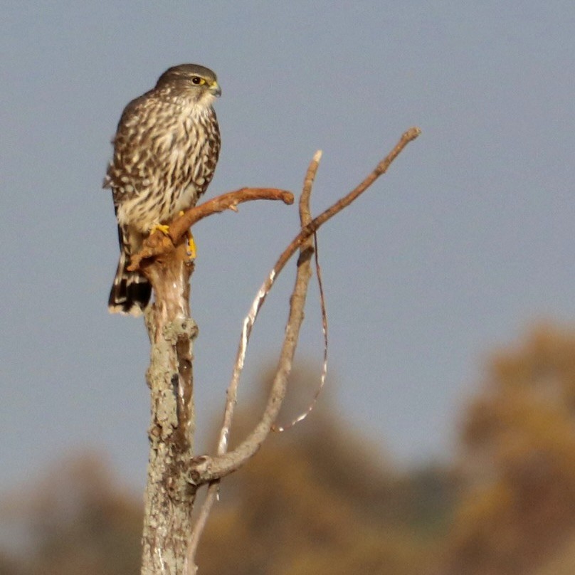 Merlin - ML645334810