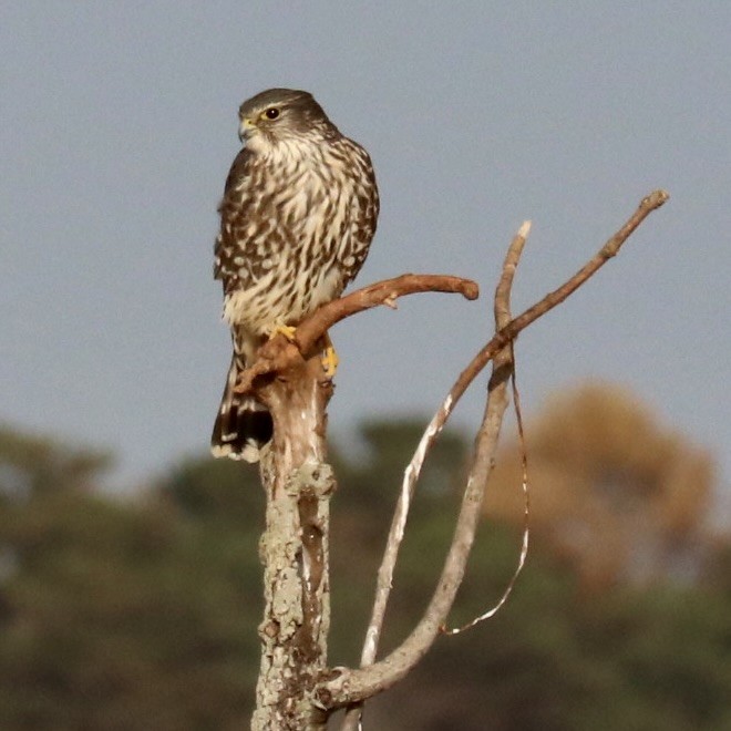 Merlin - ML645334820