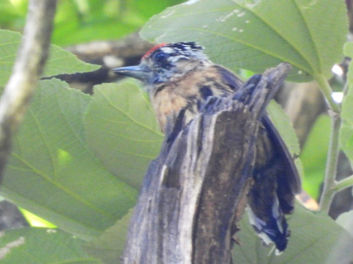 Mottled Piculet - ML645334831
