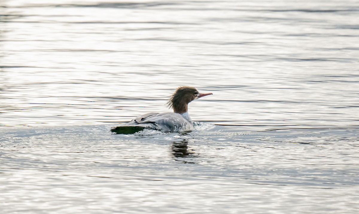 Common Merganser - ML645334837