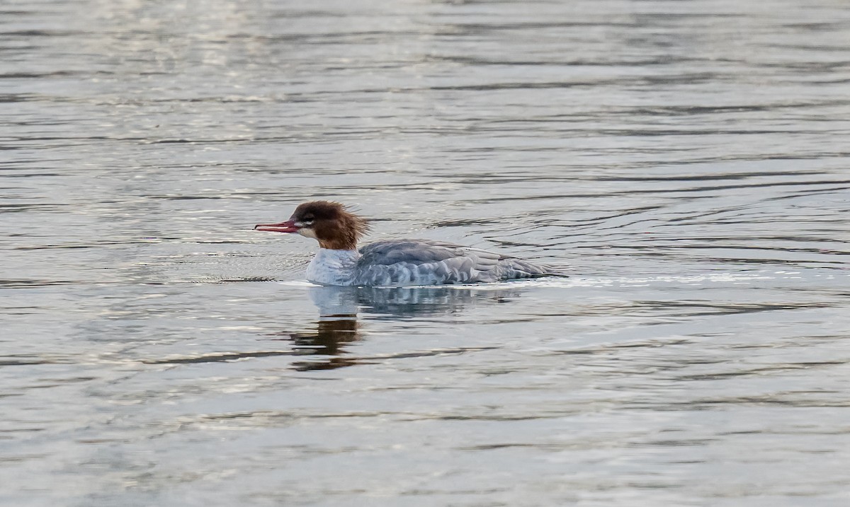 Common Merganser - ML645334838