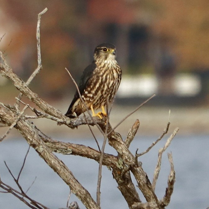 Merlin - ML645334848