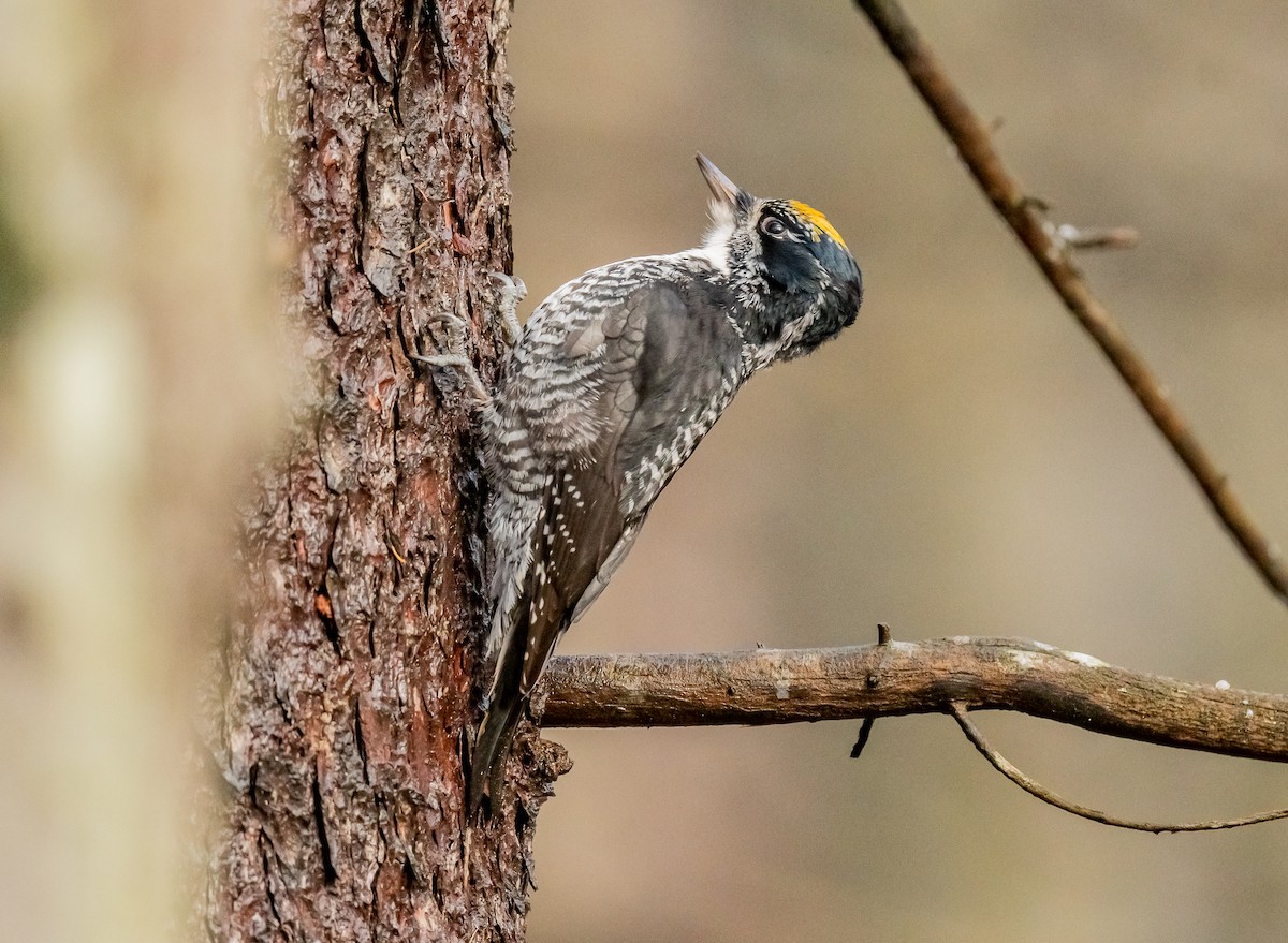 American Three-toed Woodpecker - ML645334860