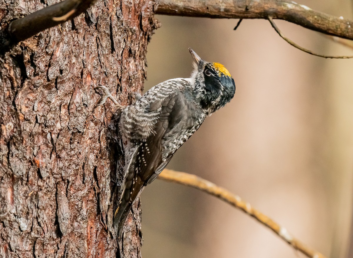 American Three-toed Woodpecker - ML645334861