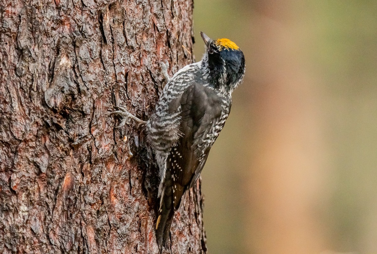 American Three-toed Woodpecker - ML645334862