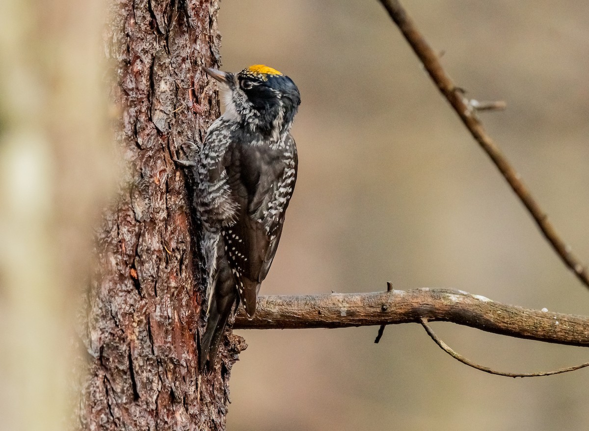 American Three-toed Woodpecker - ML645334863