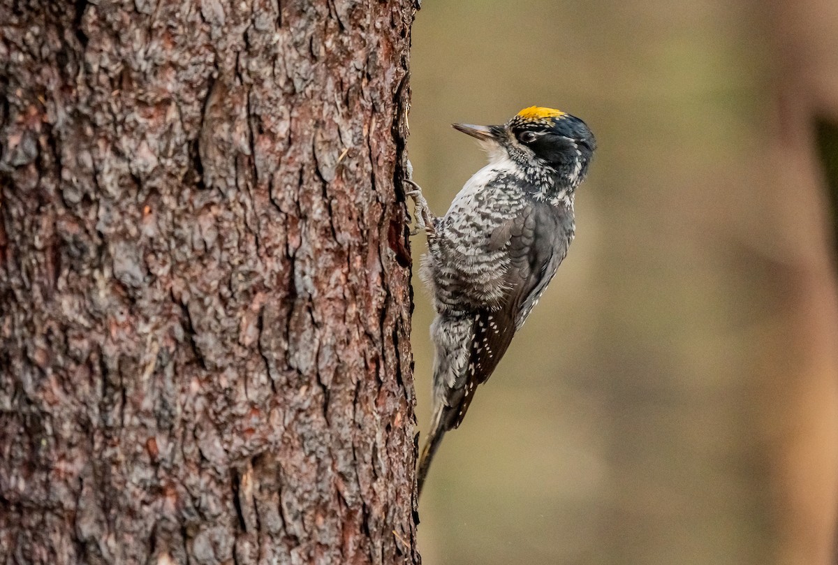 American Three-toed Woodpecker - ML645334864