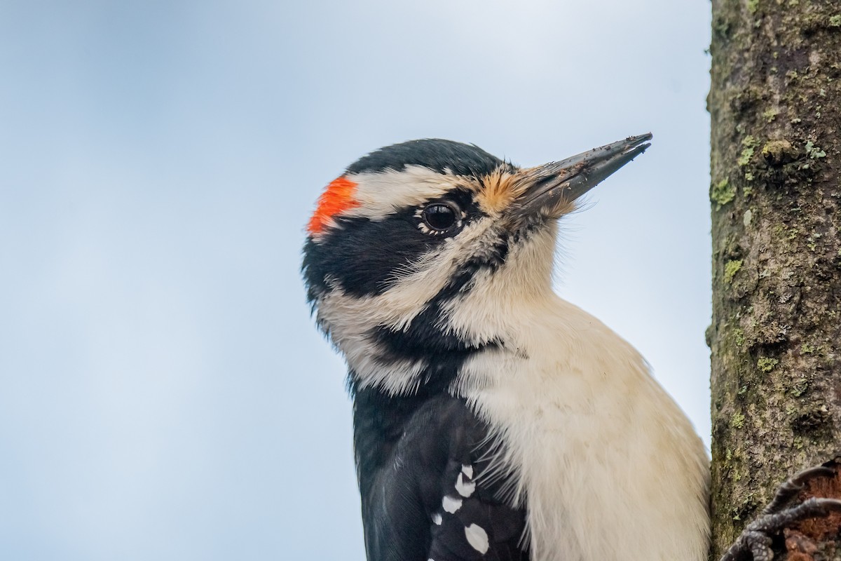 Hairy Woodpecker - ML645334870