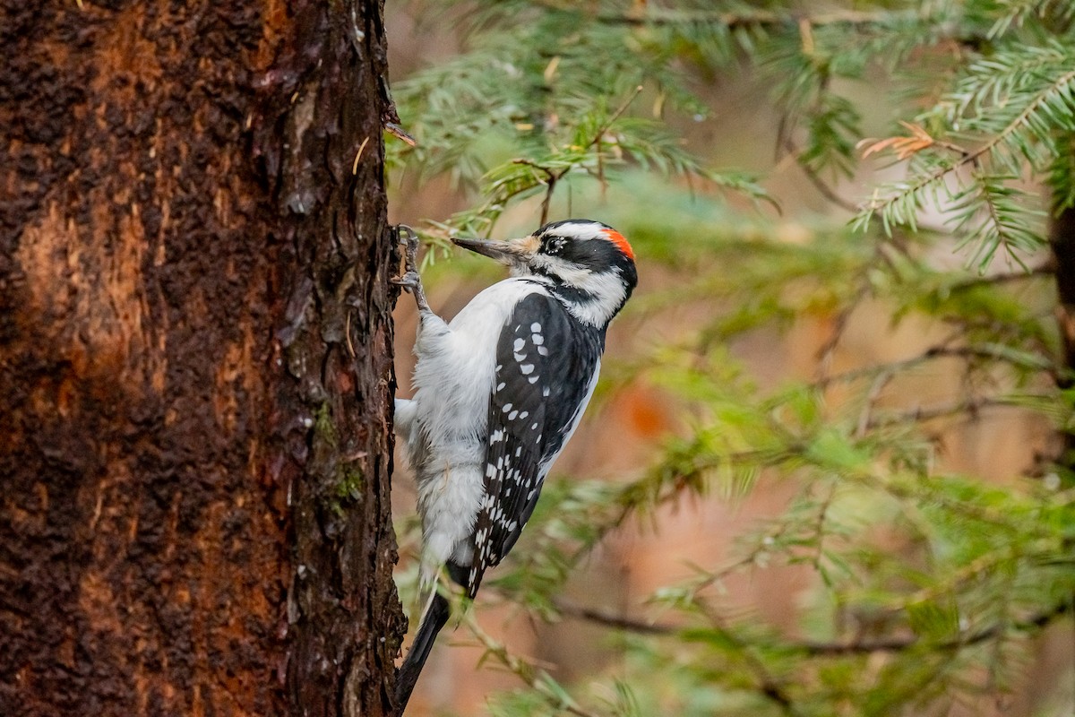Hairy Woodpecker - ML645334871