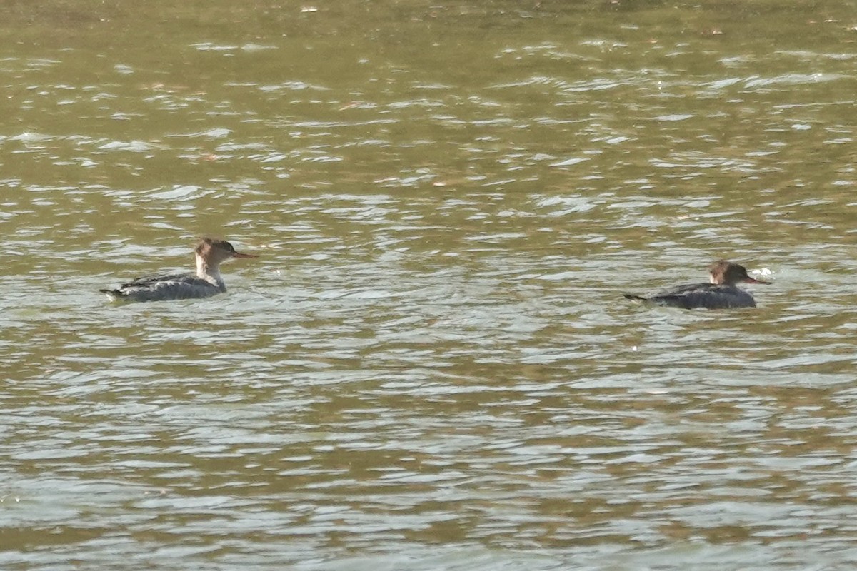 morčák prostřední - ML645334872