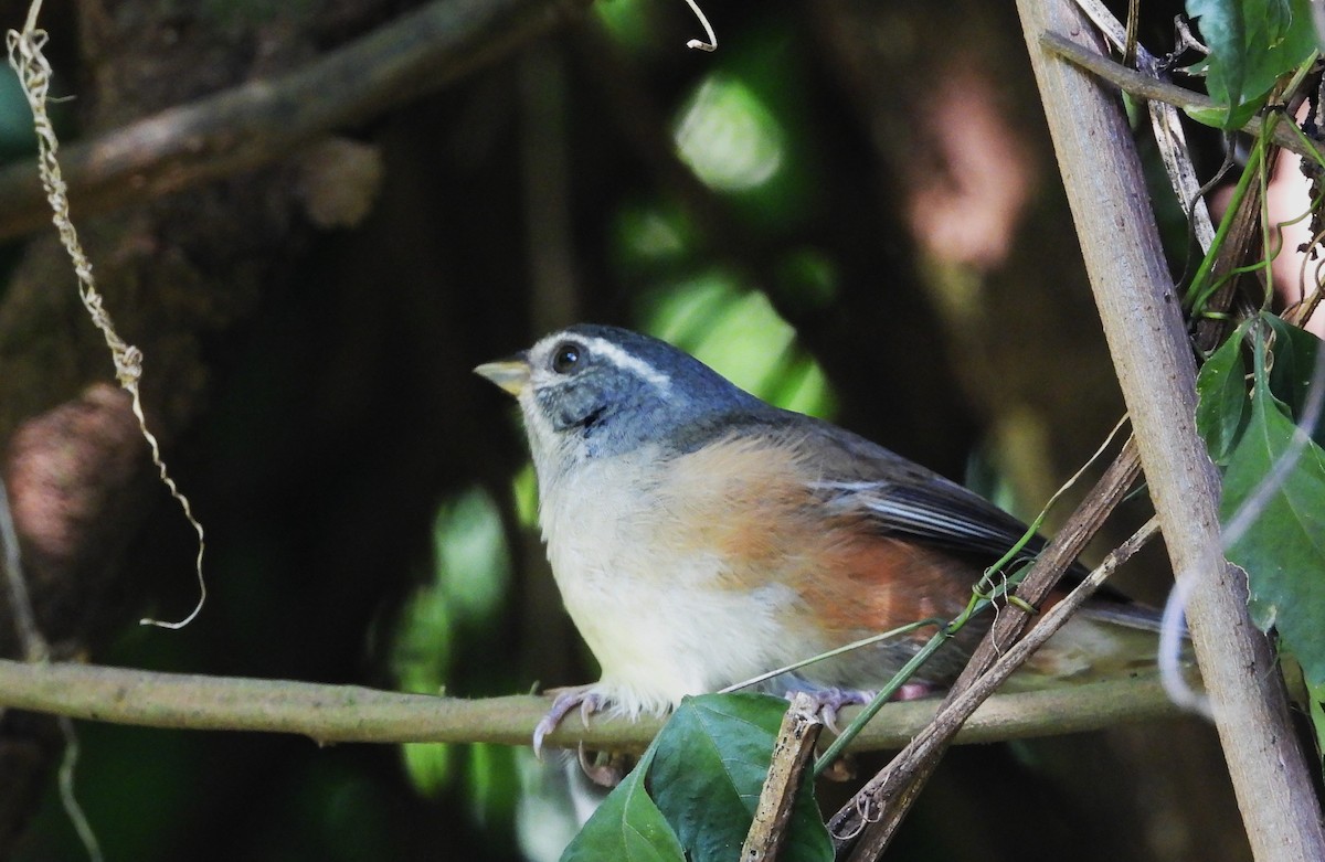Gray-throated Warbling Finch - ML645334875
