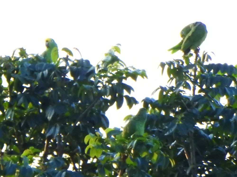 Yellow-crowned Amazon - ML645334905