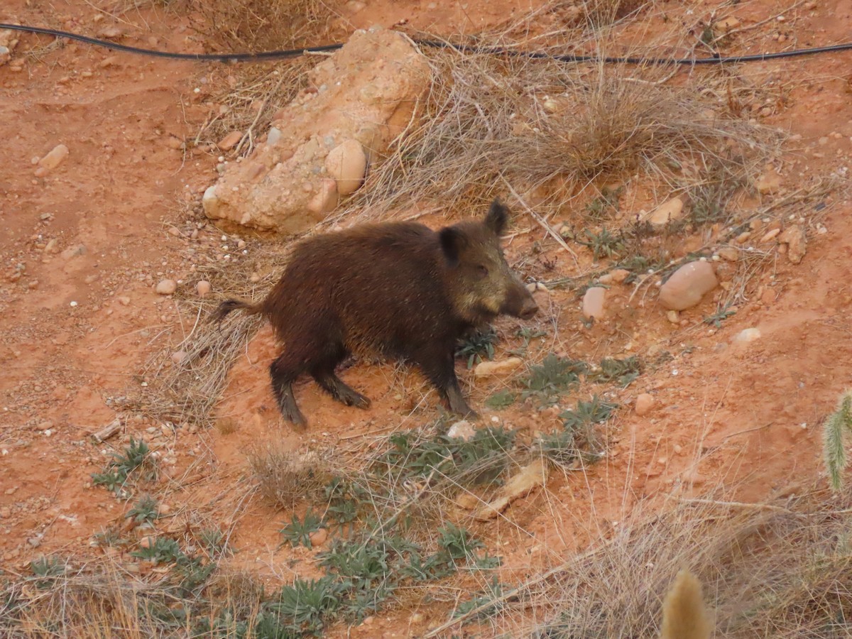 Wild Boar - ML645334909