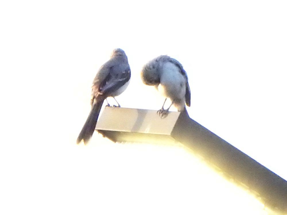 Tropikal Taklitçi - ML645334915