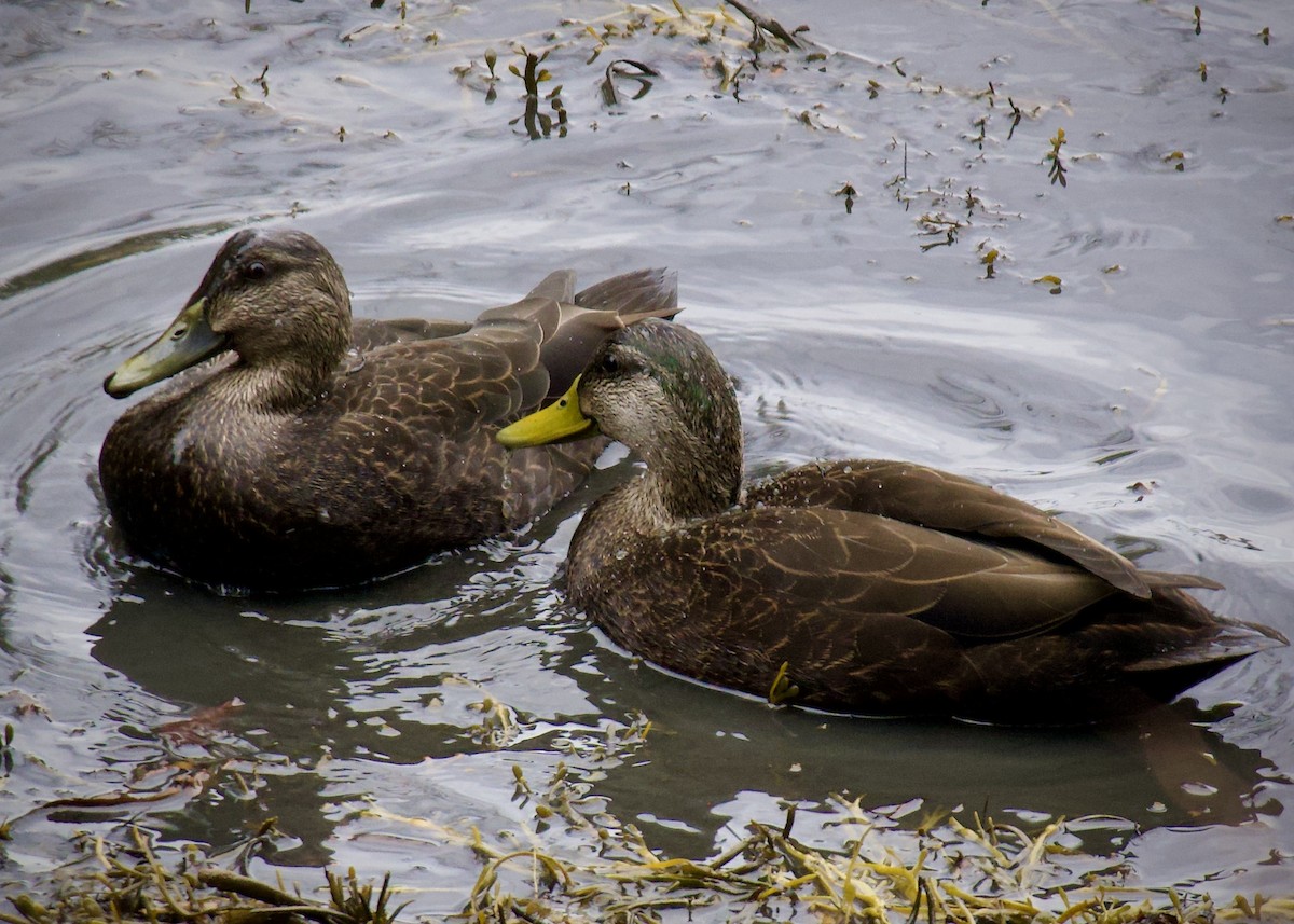 Mallard x American Black Duck (hybrid) - ML645334931