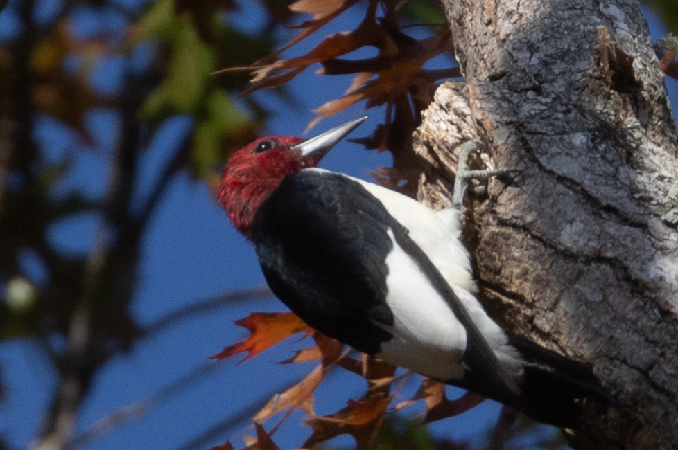 Red-headed Woodpecker - ML645334936