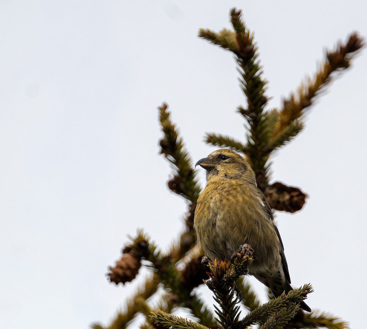 båndkorsnebb - ML645334939