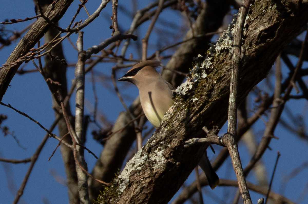 Cedar Waxwing - ML645334951