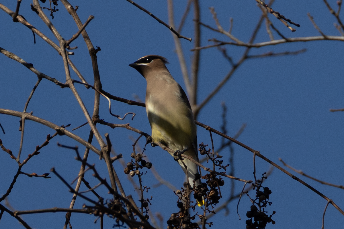 Cedar Waxwing - ML645334952