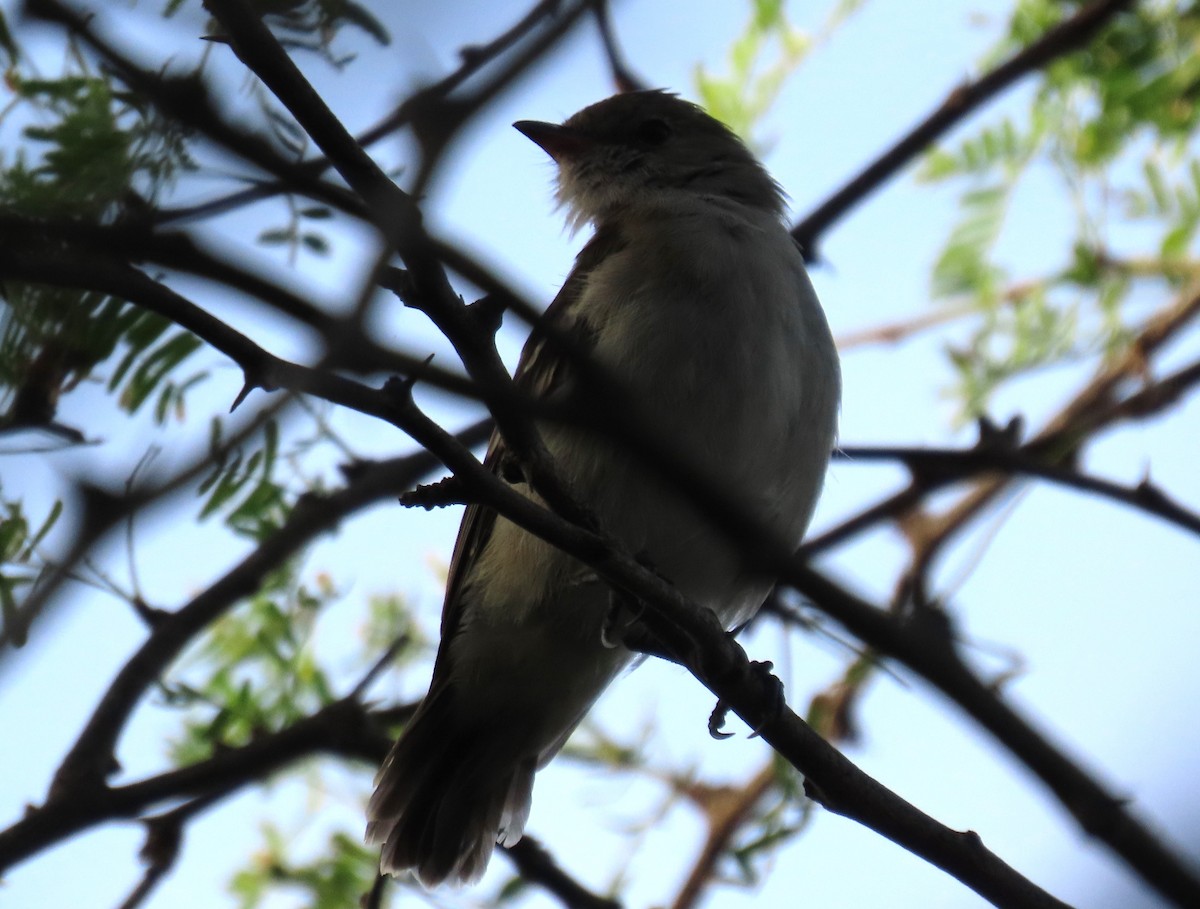 Caribbean Elaenia - ML645334960
