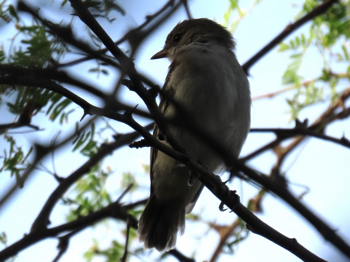 Caribbean Elaenia - ML645334961