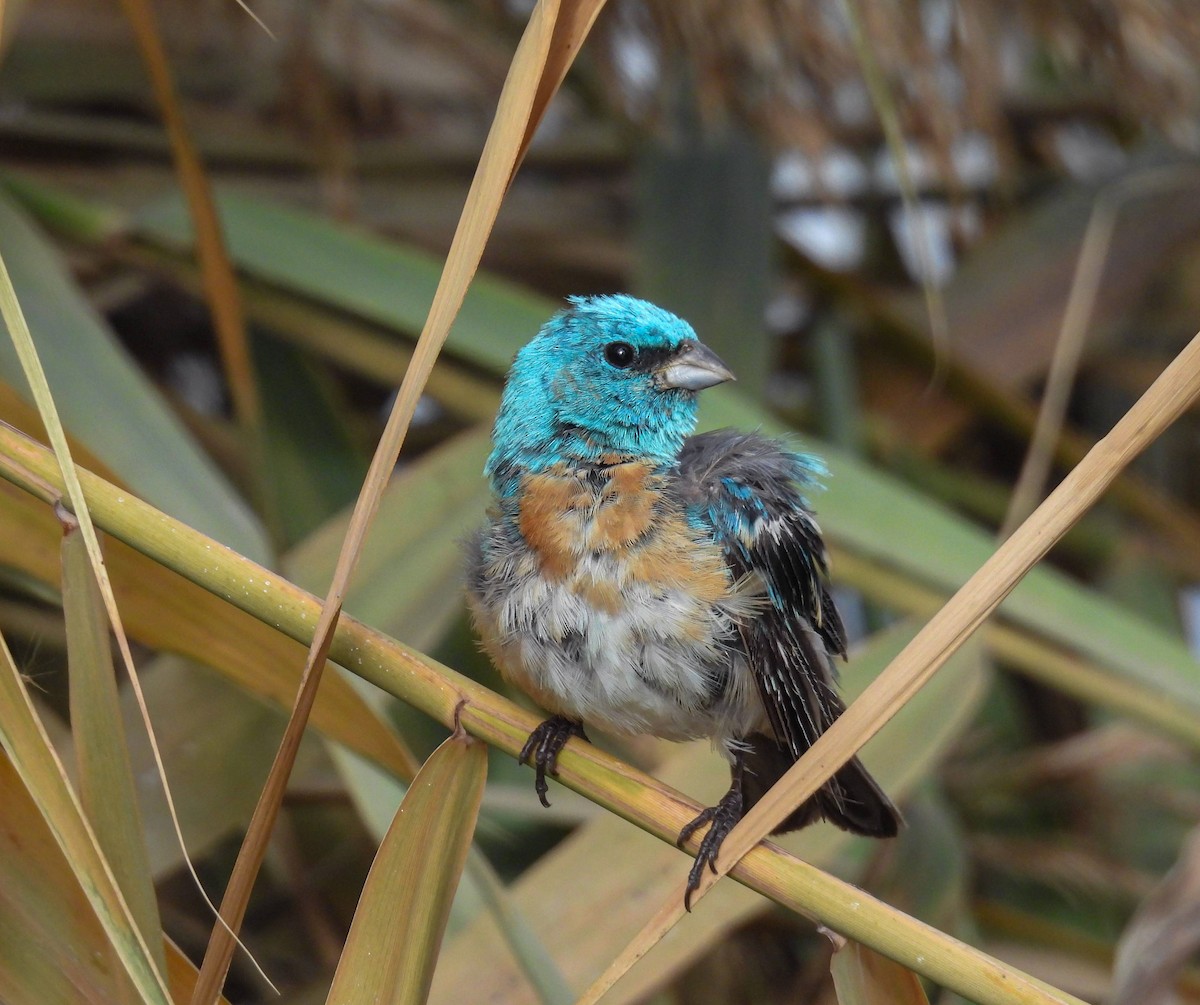 Lazuli Bunting - ML645334971