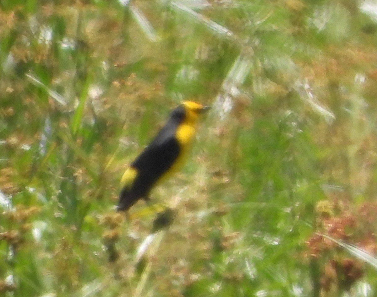 Saffron-cowled Blackbird - ML645334973
