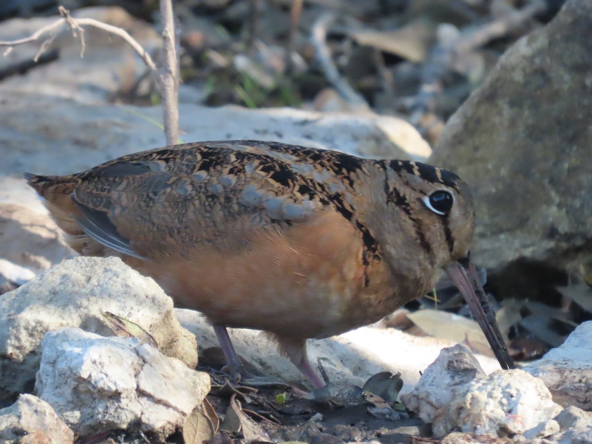 American Woodcock - ML645334979