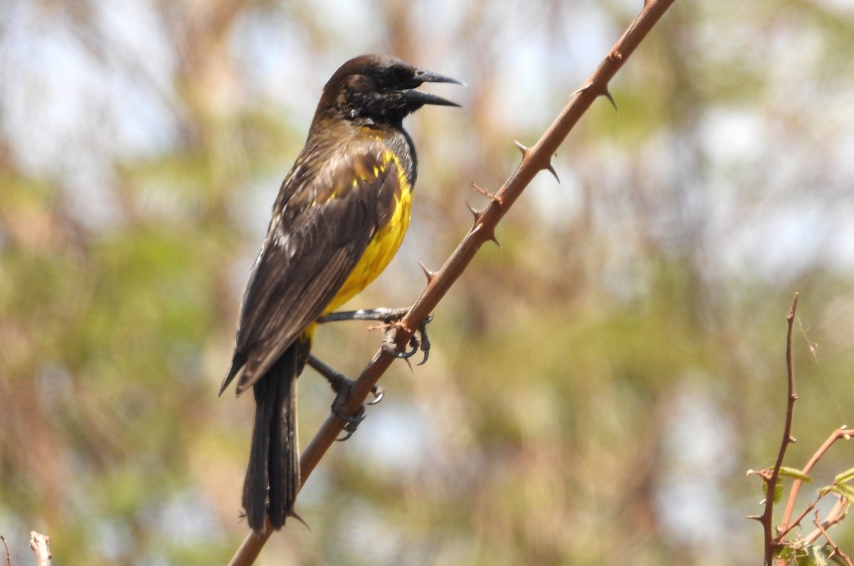 Мочарець жовтогузий - ML645334991