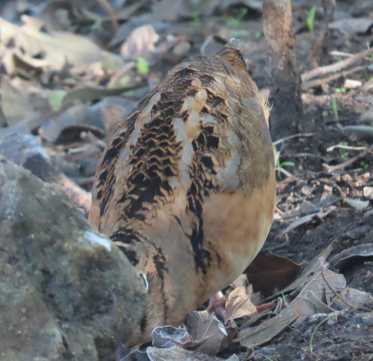 American Woodcock - ML645335013